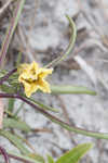 Coastal groundcherry